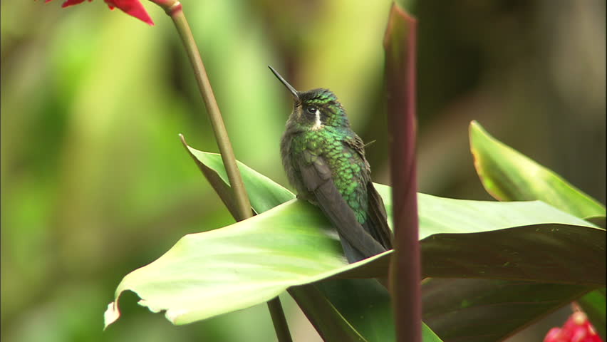 Metallic Green Sapphire Throated Hummingbird Sitting on Jungle Leaf