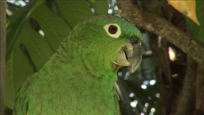 Close-up of Green Parrot
