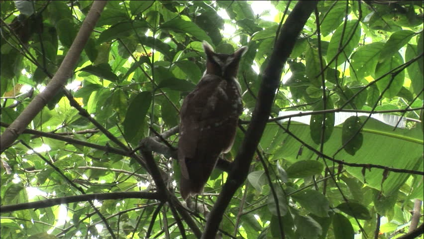 Crested Owl Sleeping in Jungle