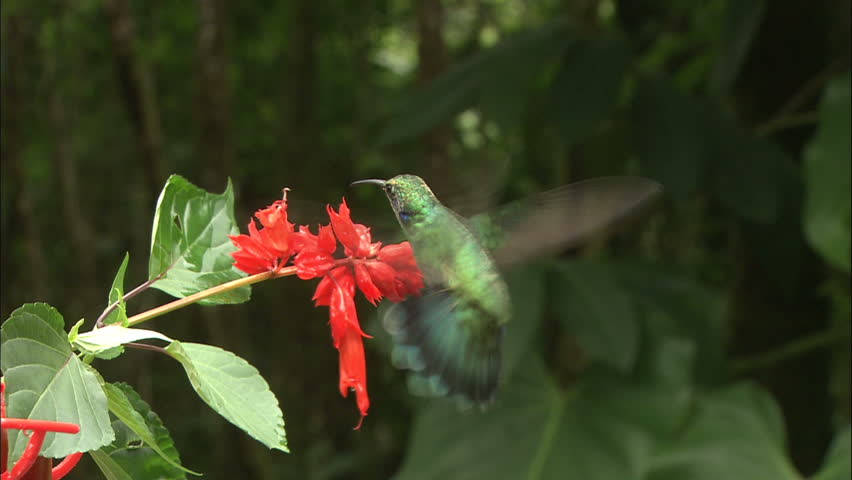 Metallic Green Sapphire Throated Hummingbird Hovers Over Flower