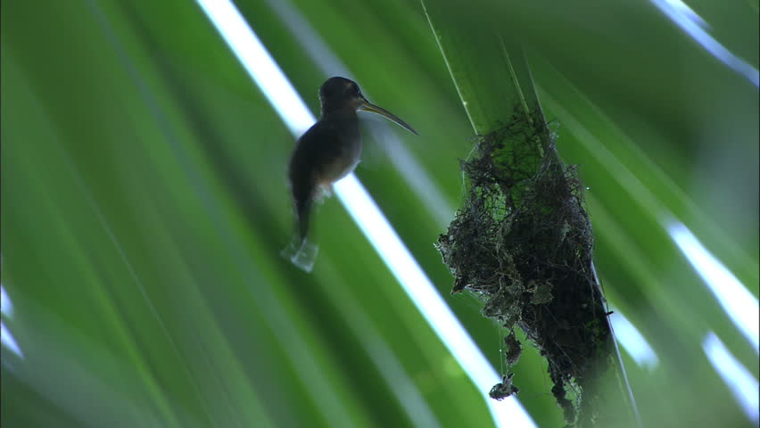 Hummingbird Feeds Young In Tiny Nest Built On Palm Frond