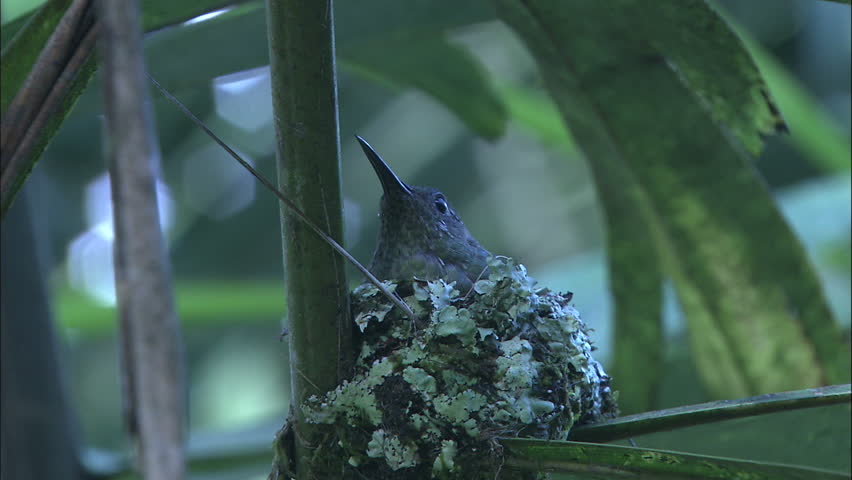 Mother Hummingbird Sits In Nest