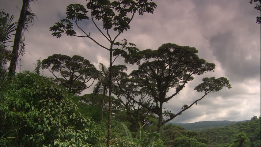 Monte Verde Cloud Forest Jungle Canopy, Costa Rica