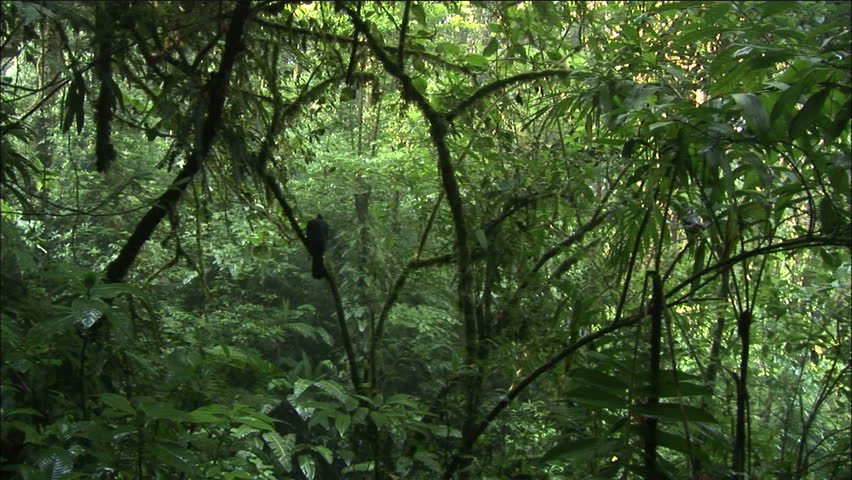 Costa Rican Jungle Interior With Lush Foliage And Bird Silhouette