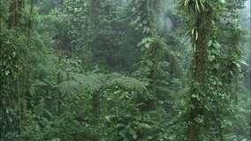 Dense Tropical Costa Rican Jungle Scape With Moss and Vines