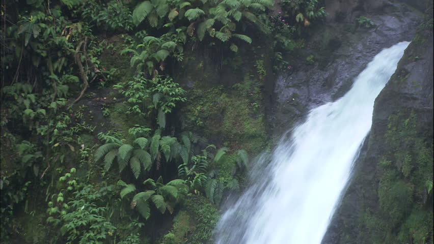 Lush Jungle Waterfall With Ferns and Moss