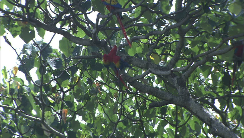 Wild Scarlet Macaw hanging Upside Down From Tree Branch