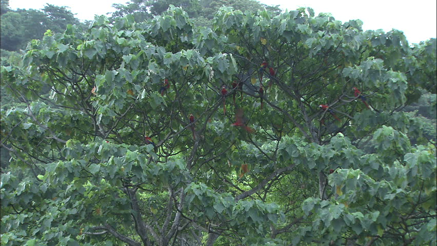 Flock of Scarlet macaws Roosting In Tree