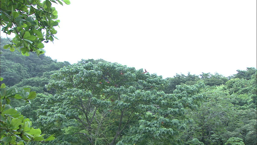 Flock of Scarlet Macaws Take Flight From Single Large Tree, Costa Rica