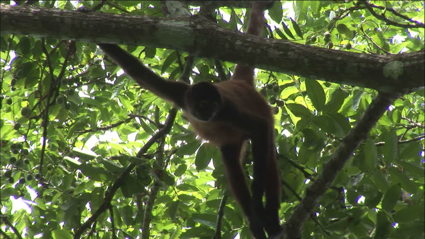 Costa Rican Spider Monkey Hanging By Tail In Tree