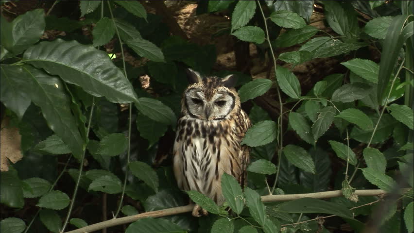 Striped Owl Winks At The Camera