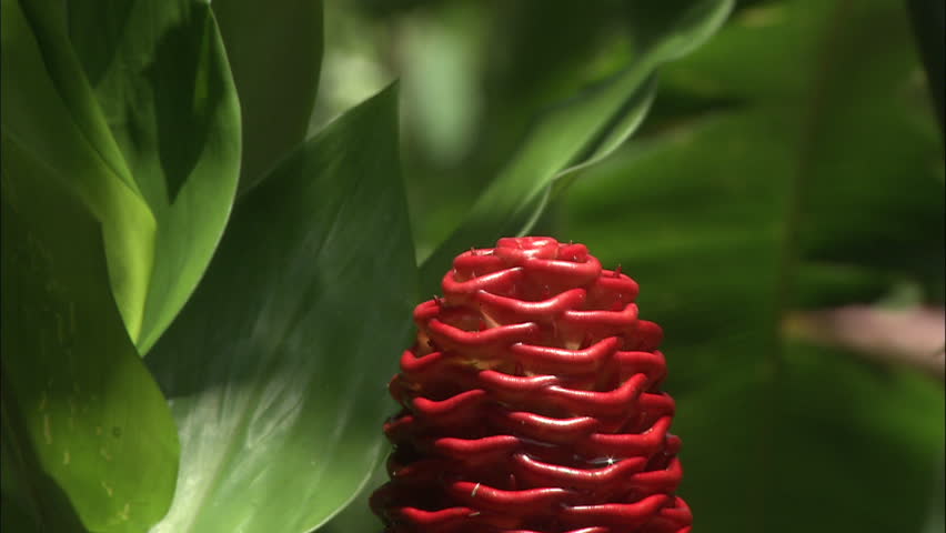 Exotic Red Shampoo Ginger Flower