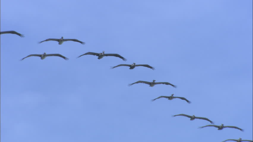 Pelicans Soaring In Formation