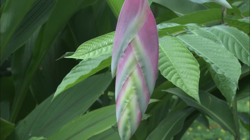 Tropical Pink Bird Of Paradise Flower Close-up