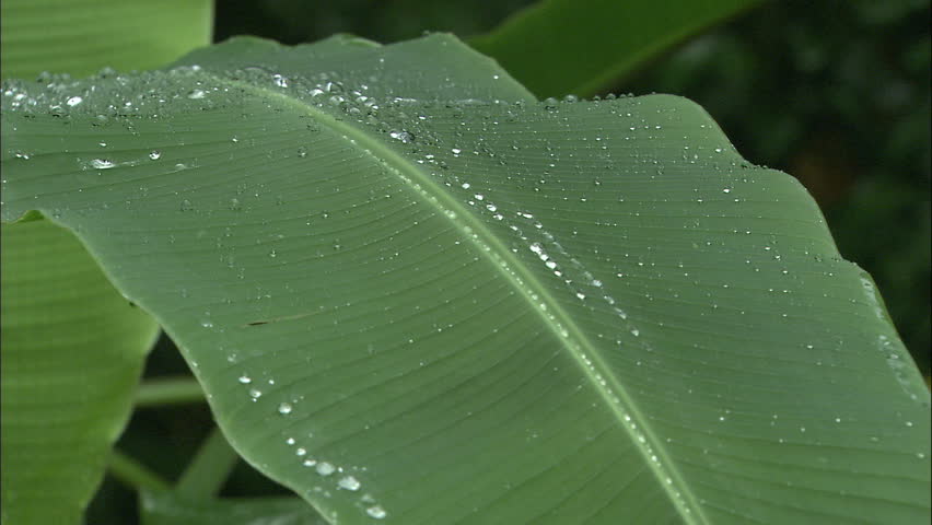 Rain Drops Sparkle On Banana Leaf Close-Up