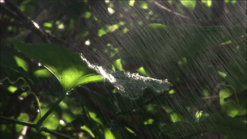 Rain Sparkles Off Sunlit Jungle Leaf