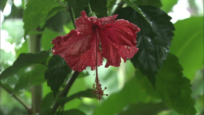 Red Hibiscus Flower With Rain Drops Close-Up