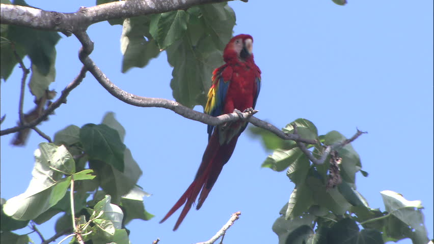 Single Scarlet Macaw On Branch In Sunlight