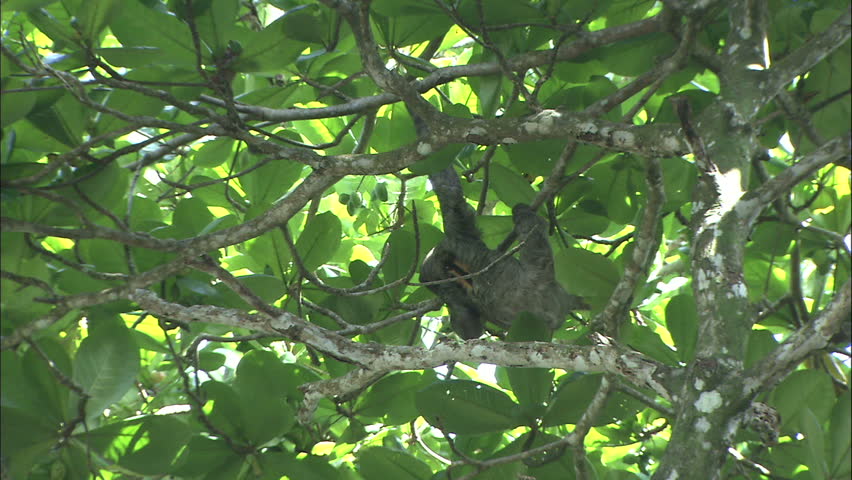 Three Toed Sloth In Sun Lit Tree