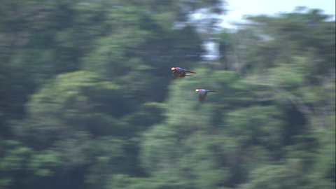 Three Scarlet Macaws In Flight Over Jungle Canopy