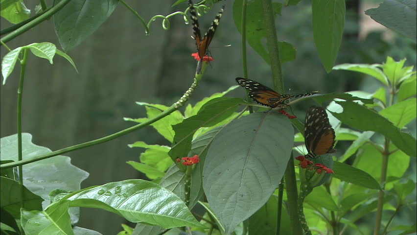 Three Tiger Long Wing Butterflies Rest Upon Vibrant Green Leaf