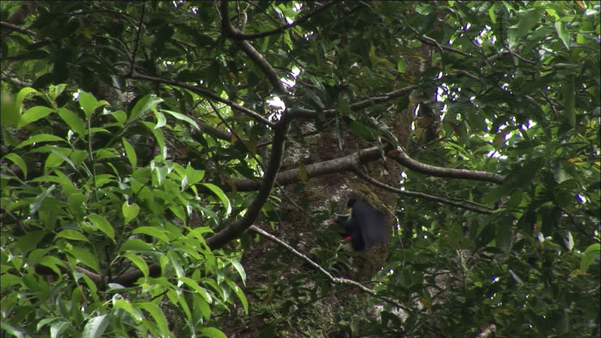 Toucan In Jungle Tree Hole Nest