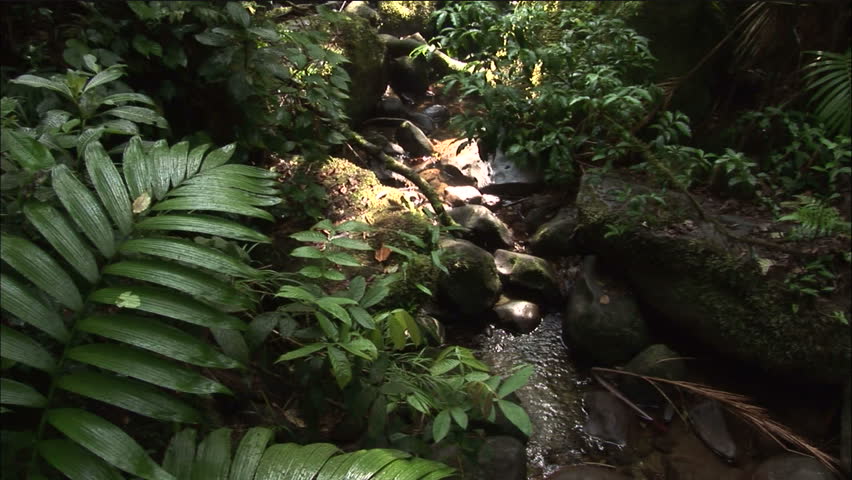 Tranquil Jungle Stream With Sunlit Foliage