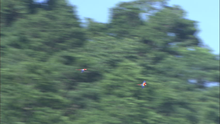 Pair Of Scarlet Macaws Fly Over Jungle Canopy