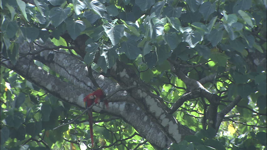 Scarlet Macaws Engaged In Pair Bonding Mating Behavior