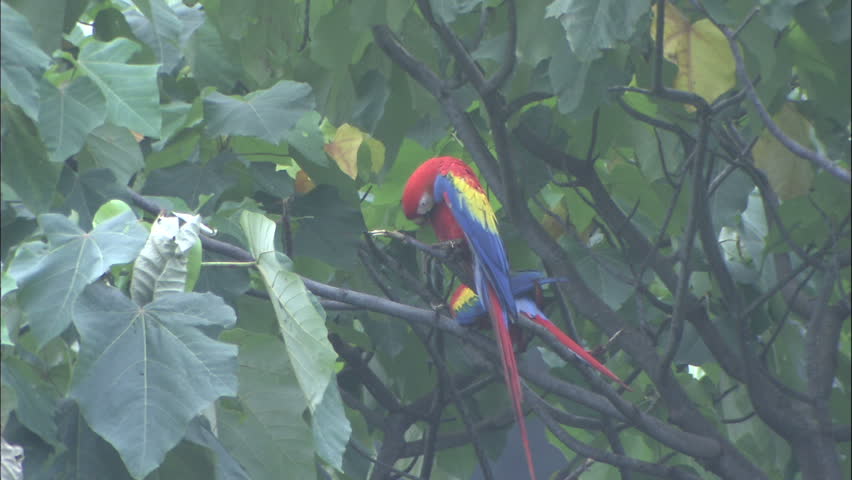 Two Scarlet Macaws In Branch
