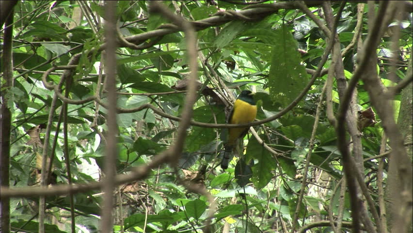 Yellow Breasted Exotice Jungle Bird
