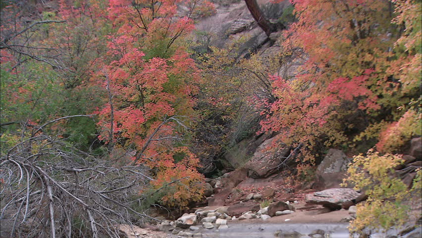 Autumn River Landscape, Zion National Park