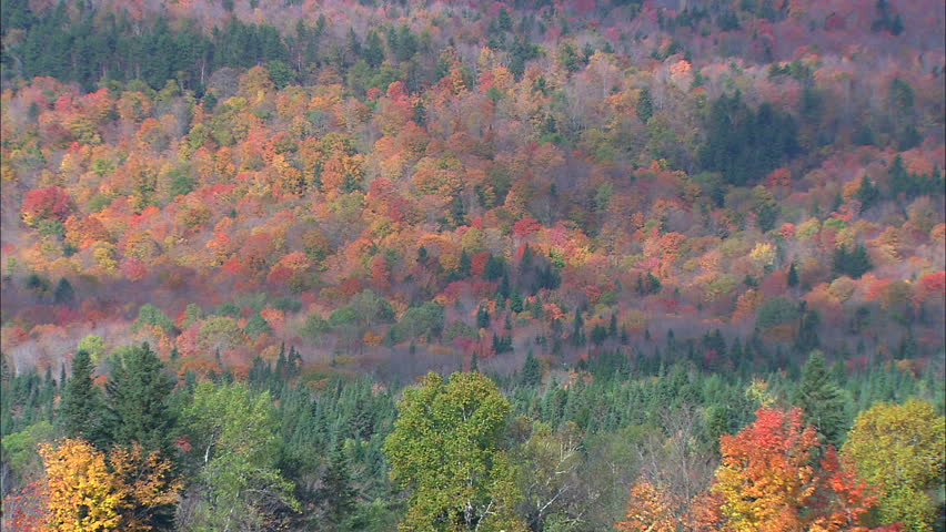 New England Deciduous Forest Landscape In Fall