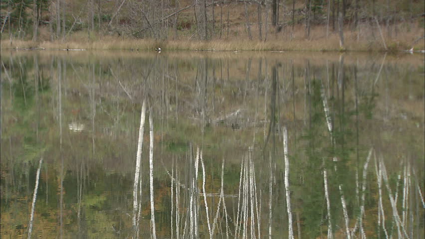 Autumn Birch Trees Reflected in Still Pond