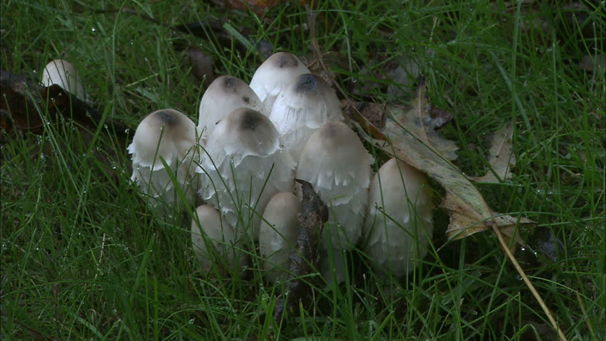 Shaggy Mane Mushroom Close-up