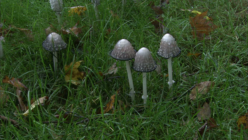 Inky Cap Mushrooms Growing In Green Grass