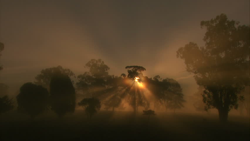 Sun Rays Streaming Through Misty Giant Oak Tree At Sunrise