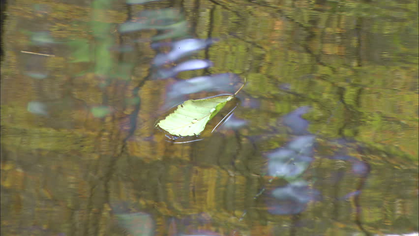 Leaf Swirling In Pond With Fall Colored Leaves Reflected Into Water