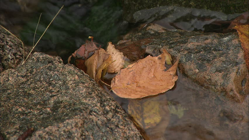 Fall Leaves Stuck Between Two Rocks In Gentle River