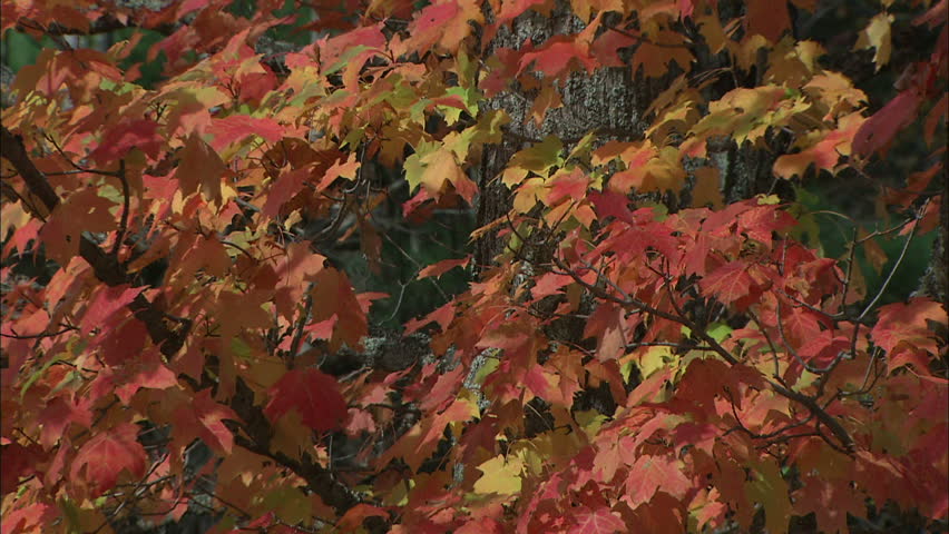 Fall Colored Sugar Maple Leaves Blowing In Breeze