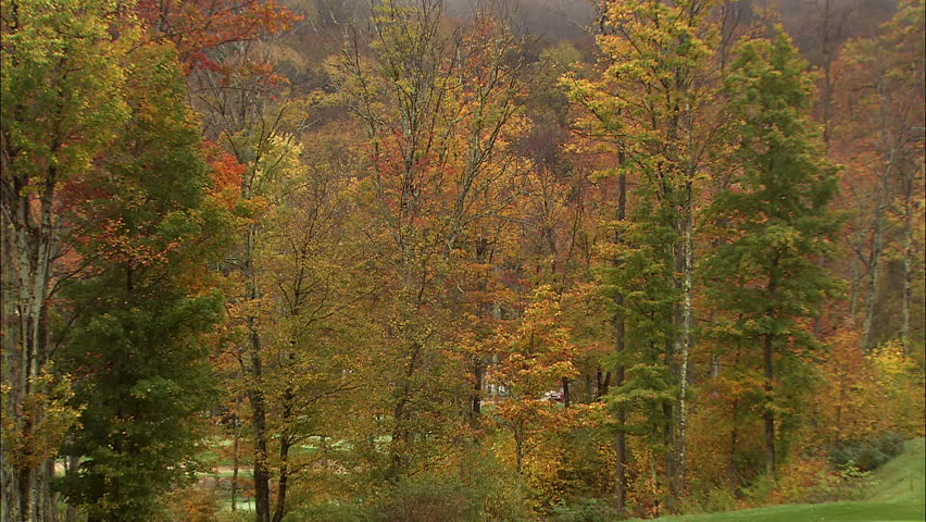 Deciduous Forest In Fall, Zoom In