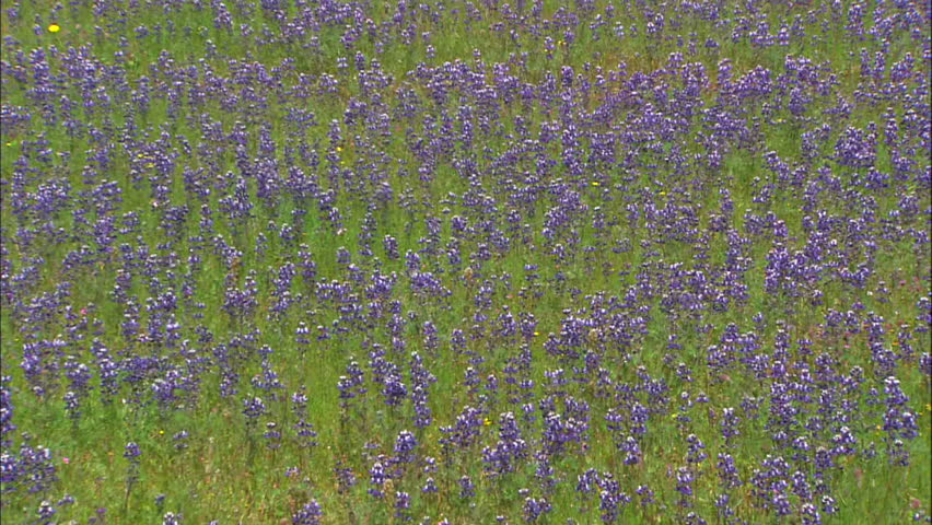 Field of Purple Lupine Flowers Blowing In Breeze, Pull