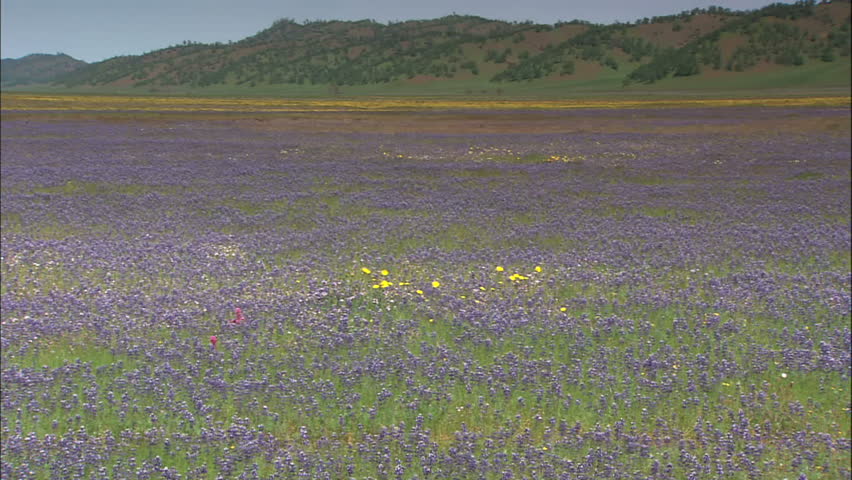 Valley Of Purple And Yellow Wild Flowers Blowing In Breeze