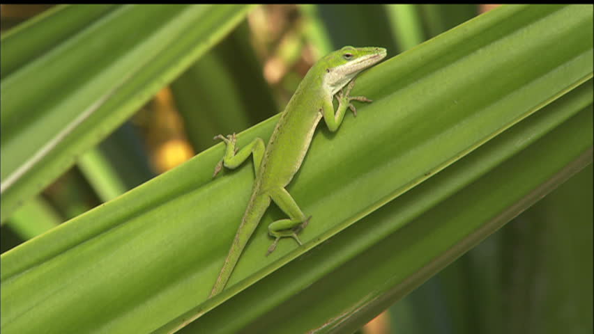 Vivid Green Anole Lizard On Palm Frond