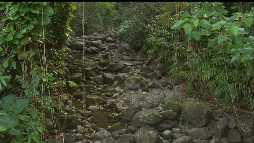 Creek In Sunlit Hawaiian Jungle