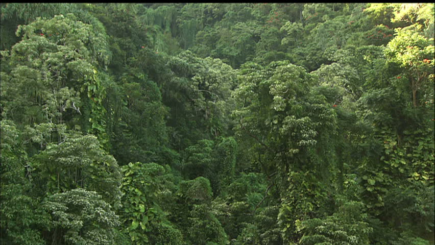 Hawaiian Jungle Canopy