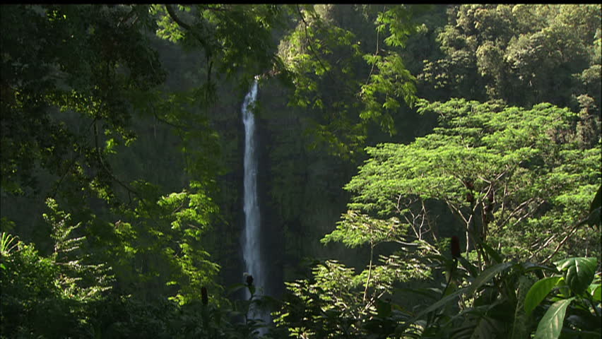 Tall Jungle Waterfall Viewed From Trees, Hawaii