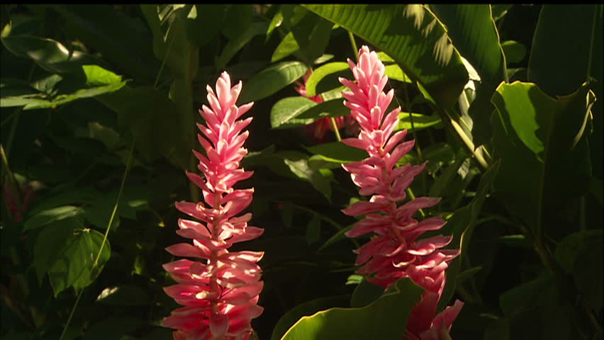 Pink And Red Ginger Flowers In The Sunlight