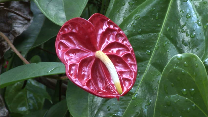 Exotic Red Antherium Flower, Pull