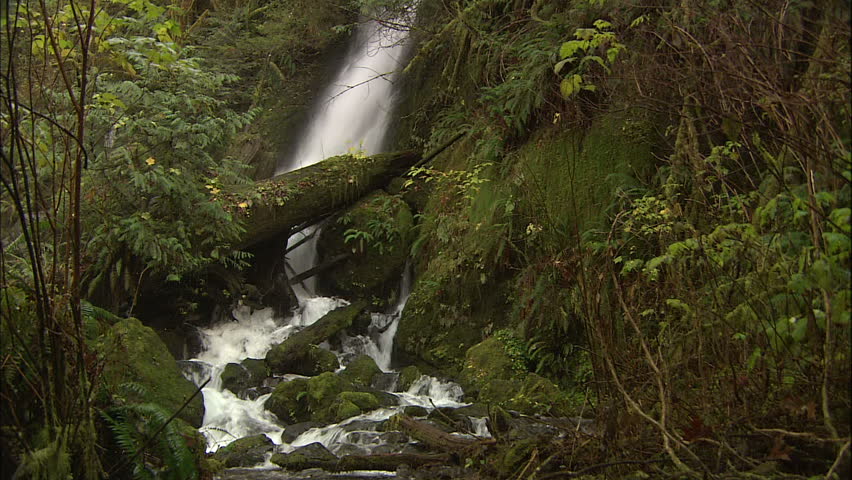 Olympic Rainforest Waterfall with Mossy Rocks and Ferns